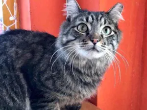 Gato raça Srd idade 1 ano nome Haruki 