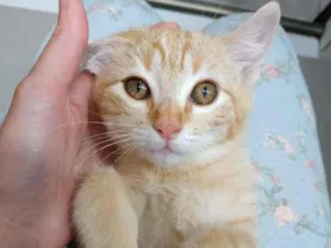 Gato raça SRD-ViraLata idade 2 a 6 meses nome Rute