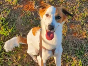 Cachorro raça SRD-ViraLata idade 7 a 11 meses nome Maro