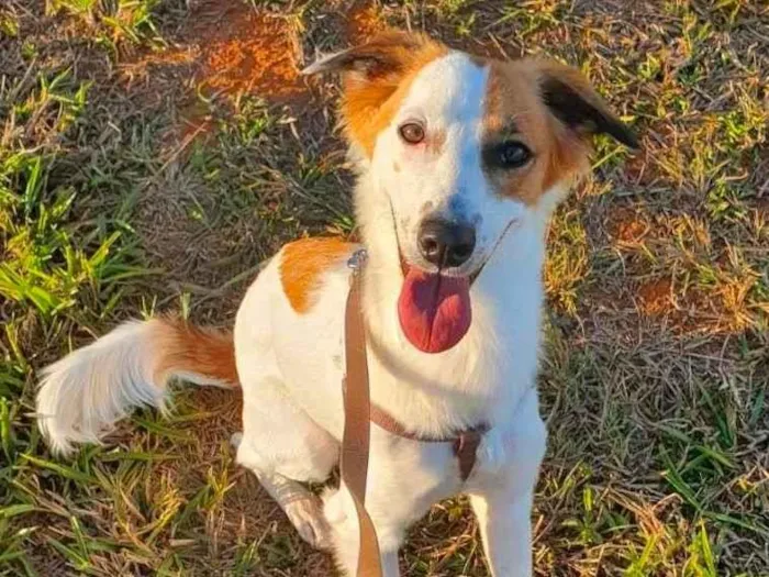 Cachorro ra a SRD-ViraLata idade 7 a 11 meses nome Maro
