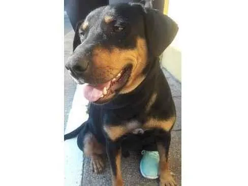 Cachorro raça SRD-ViraLata idade 1 ano nome Thor