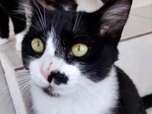 Gato raça Srd  idade 7 a 11 meses nome Sushi 
