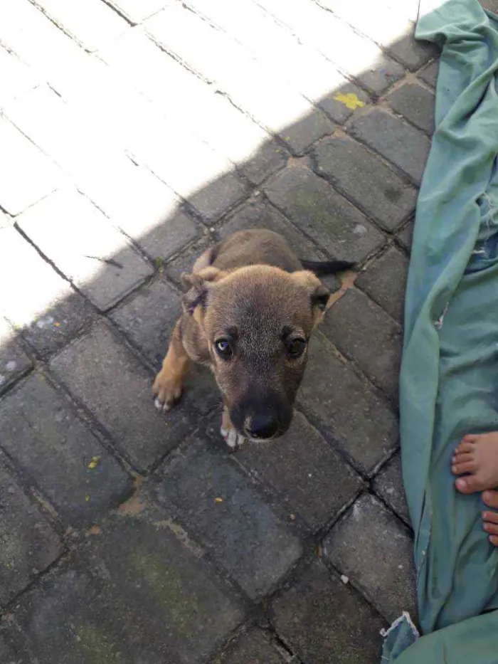 Cachorro raça Vira lata idade 2 a 6 meses nome Ta sem nome