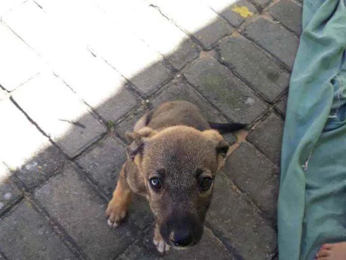 Cachorro raça Vira lata idade 2 a 6 meses nome Ta sem nome