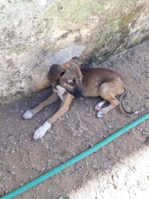 Cachorro raça Vira lata idade 2 a 6 meses nome Ta sem nome