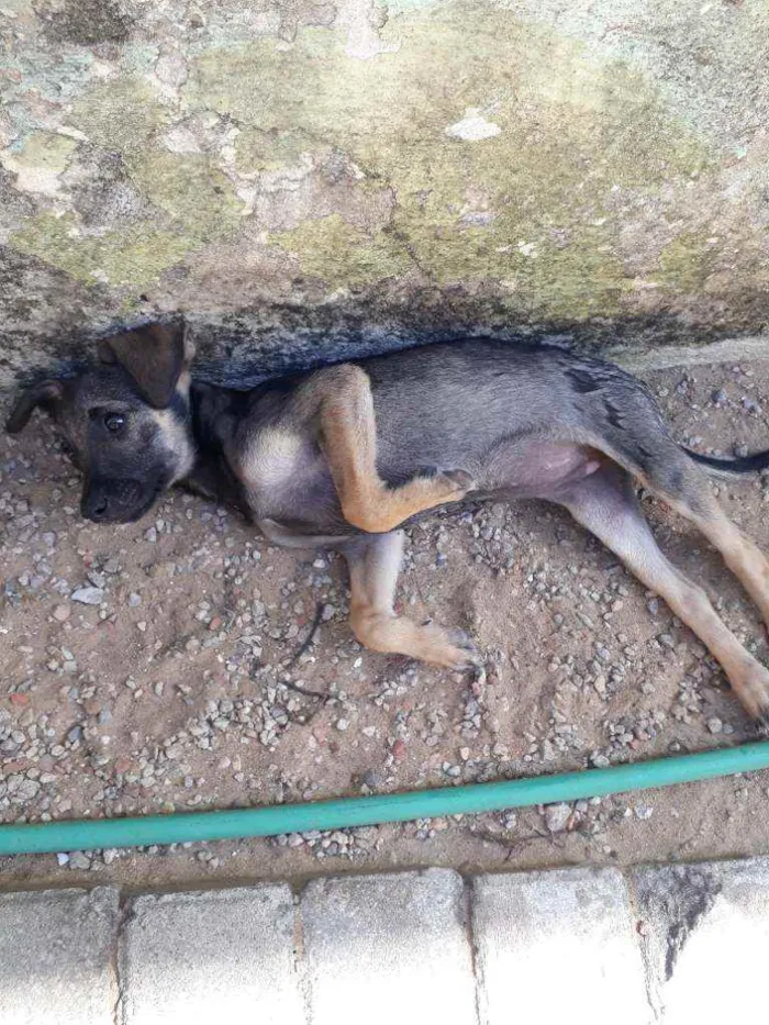Cachorro raça Vira lata idade 2 a 6 meses nome Ta sem nome