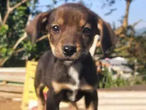 Cachorro raça Labrador  idade 2 a 6 meses nome Nico,pretinho Deise 