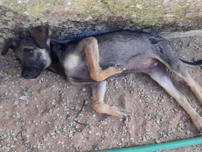 Cachorro raça Vira lata idade 2 a 6 meses nome Ta sem nome