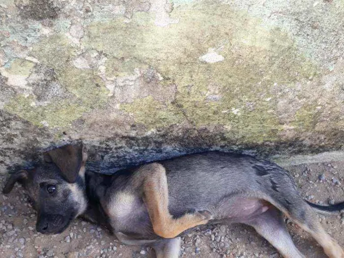 Cachorro raça Vira lata idade 2 a 6 meses nome Ta sem nome