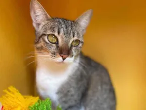 Gato raça Srd idade 7 a 11 meses nome Amêndoa 