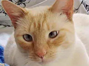 Gato raça Srd idade 1 ano nome Pepe 