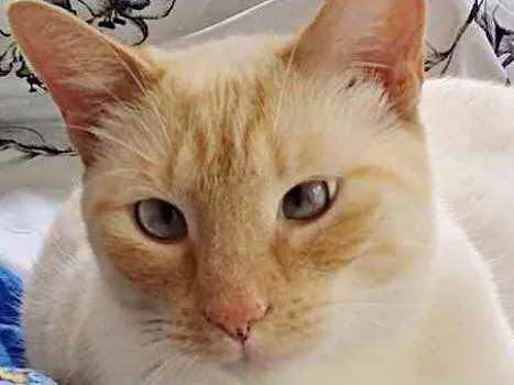 Gato raça Srd idade 1 ano nome Pepe 