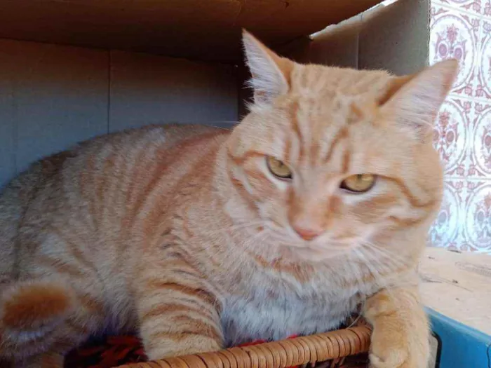 Gato ra a S.R.D. idade 2 anos nome Brad Pitt
