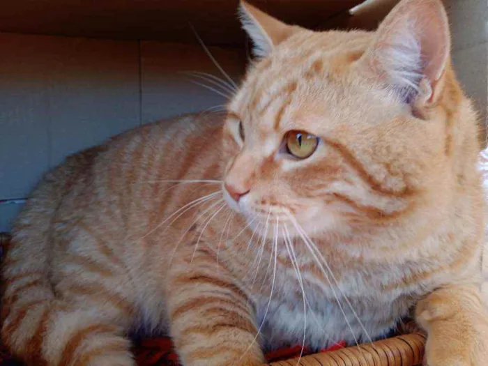 Gato ra a S.R.D. idade 2 anos nome Brad Pitt