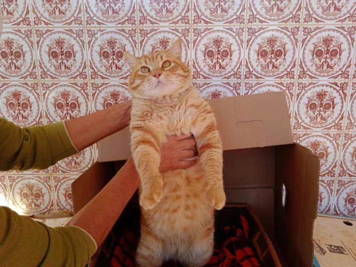 Gato ra a S.R.D. idade 2 anos nome Brad Pitt