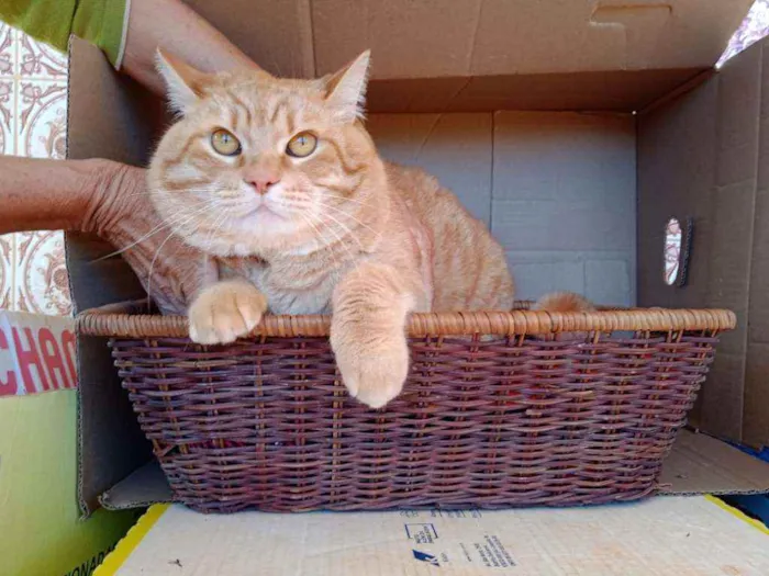 Gato ra a S.R.D. idade 2 anos nome Brad Pitt