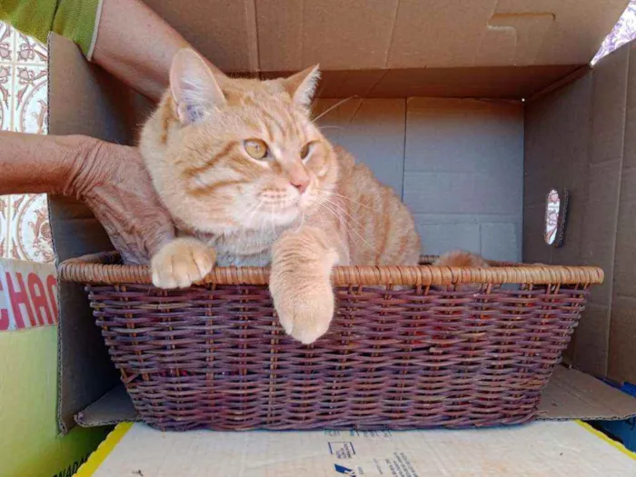 Gato ra a S.R.D. idade 2 anos nome Brad Pitt