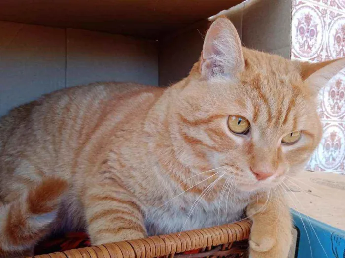 Gato ra a S.R.D. idade 2 anos nome Brad Pitt