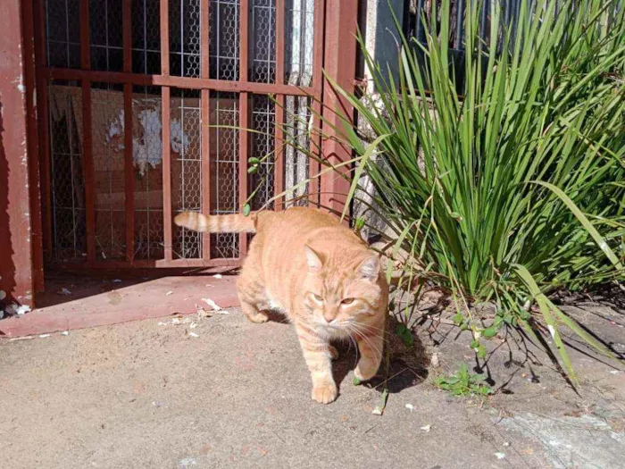 Gato ra a S.R.D. idade 2 anos nome Brad Pitt
