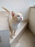 Gato raça Srd idade 7 a 11 meses nome Bianco