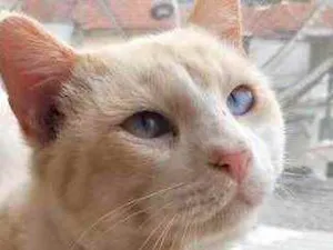 Gato raça Srd idade 7 a 11 meses nome Bianco