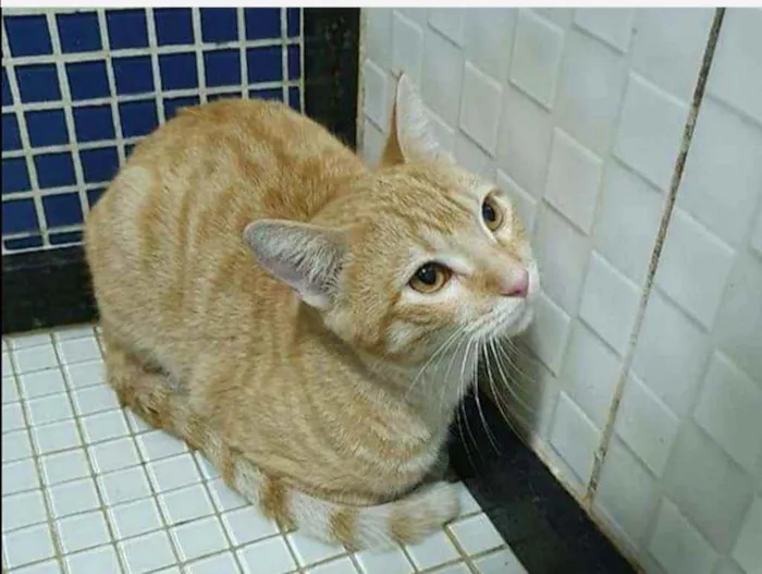 Gato ra a SRD idade 2 a 6 meses nome Amarelinho