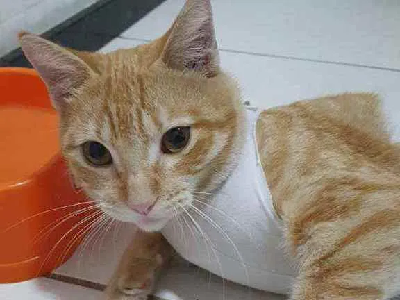 Gato ra a SRD idade 2 a 6 meses nome Amarelinho