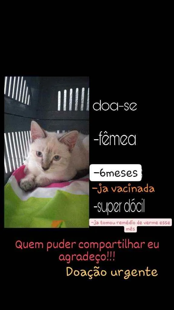Gato raça Normal idade 2 a 6 meses nome Luma