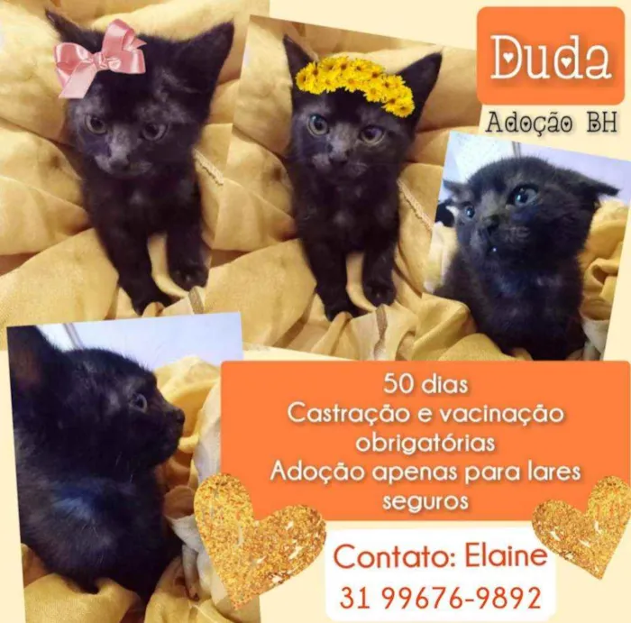 Gato raça Srd idade Abaixo de 2 meses nome Duda