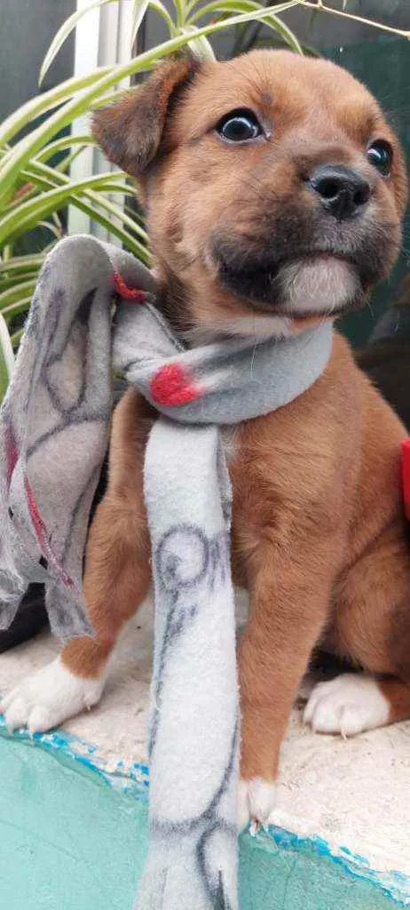 Cachorro raça Srd idade 2 a 6 meses nome Guille