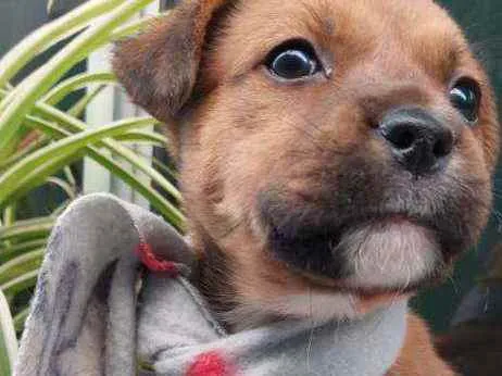 Cachorro raça Srd idade 2 a 6 meses nome Guille