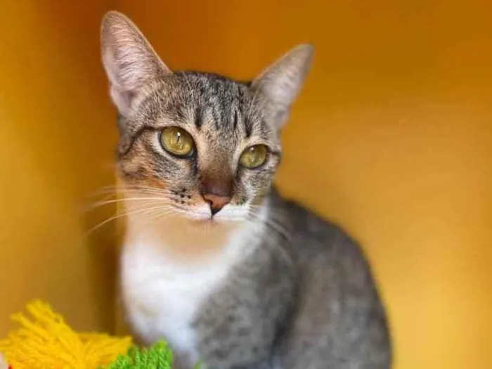 Gato raça Srd idade 7 a 11 meses nome Amêndoa 