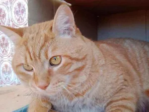 Gato raça S.R.D. idade 2 anos nome Brad Pitt