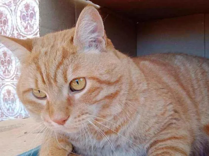 Gato ra a S.R.D. idade 2 anos nome Brad Pitt