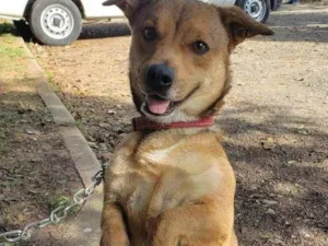 Cachorro raça SRD idade 2 anos nome Pastel