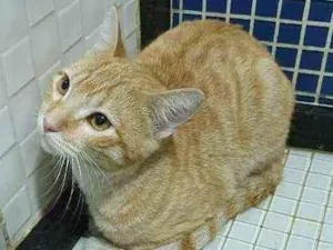 Gato raça SRD idade 2 a 6 meses nome Amarelinho