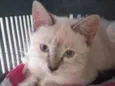 Luma
