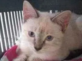 Gato raça Normal idade 2 a 6 meses nome Luma