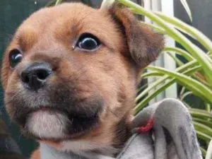 Cachorro raça Srd idade 2 a 6 meses nome Guille