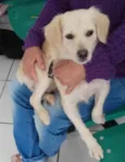 Cachorro raça Srd idade 1 ano nome Princesa 