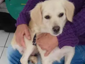 Cachorro raça Srd idade 1 ano nome Princesa 