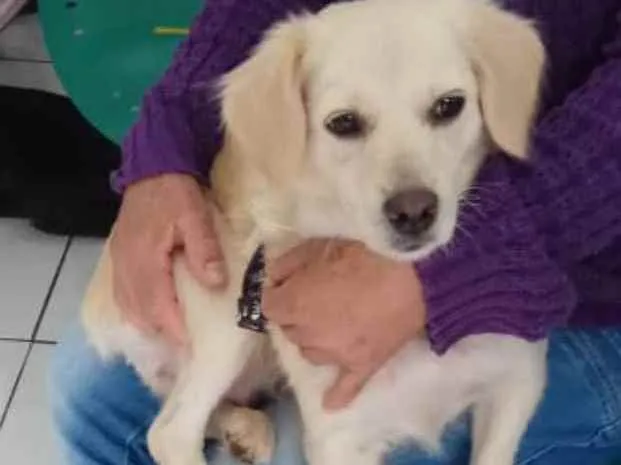 Cachorro raça Srd idade 1 ano nome Princesa 