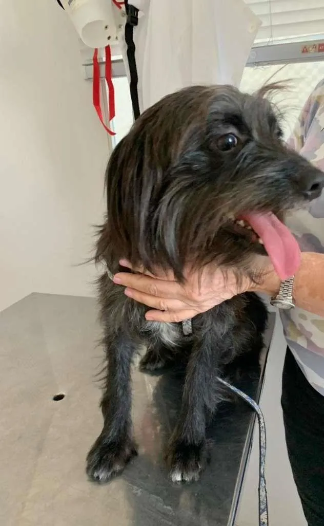 Cachorro raça SRD-ViraLata idade 1 ano nome FLOCKY