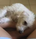 Pipoca