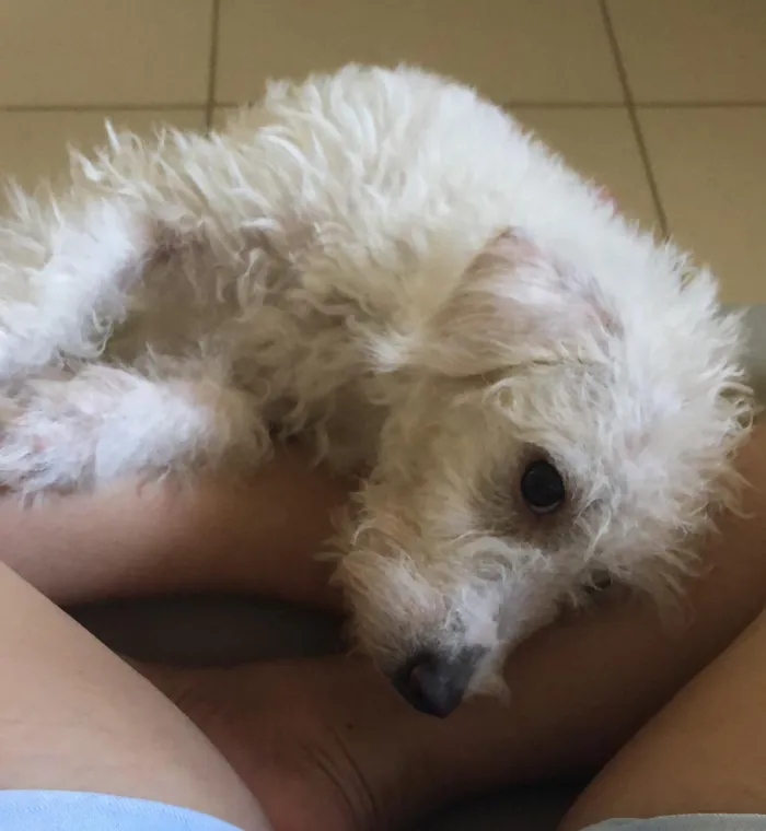 Cachorro ra a Poodle idade 7 a 11 meses nome Pipoca
