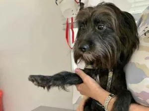 Cachorro raça SRD-ViraLata idade 1 ano nome FLOCKY