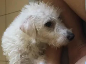 Cachorro raça Poodle idade 7 a 11 meses nome Pipoca