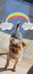 Gerody