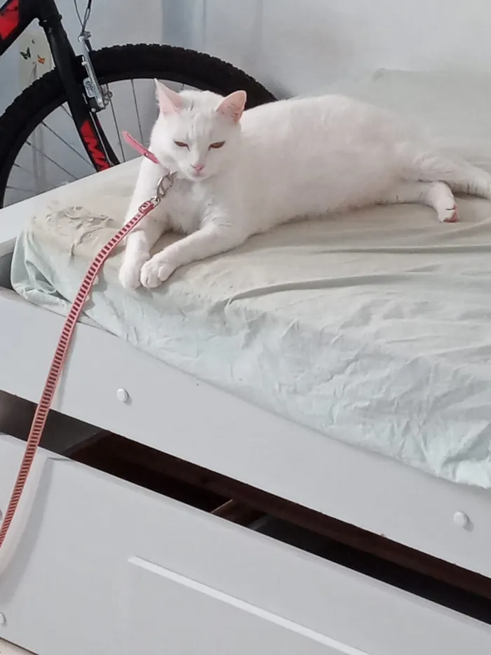 Gato raça Normal idade 3 anos nome Malu