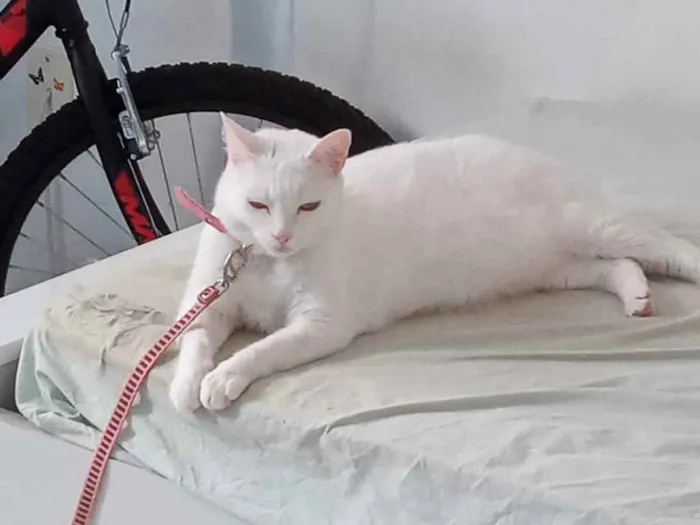 Gato raça Normal idade 3 anos nome Malu